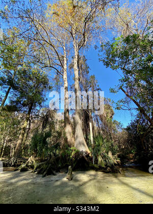 Weeki Wachee Springs State Park, Florida Stockfoto