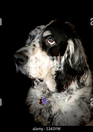 Schwarz-Weiß-Porträt eines erwachsenen Springer-Spaniel-Hundes vor schwarzem Hintergrund Stockfoto