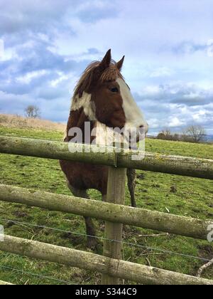 Pferd im Feld Stockfoto