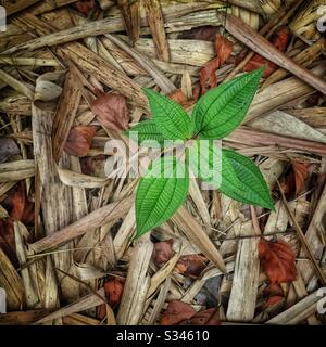 Eine junge Clidemia-Hirta-Pflanze, eine invasive Art, die als Soapbush oder Koster's Curse bekannt ist, unter gefallenen Bambus und anderen Blättern auf dem Waldboden, Pulau-Bänderung (Banding Island), Perak, Malaysia Stockfoto