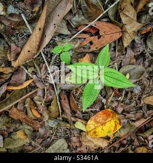 Junge Clidemia-Hirta-Pflanzen, eine invasive Art, die als Soapbush oder Koster's Curse bekannt ist, unter verfallenen Blättern, Farnen und Zweigen auf dem Waldboden, Pulau-Bänderung (Banding Island), Perak, Malaysia Stockfoto