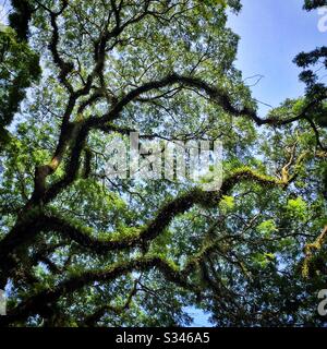 Im Rasa Sayang Resort & Spa, Batu Ferringhi, Penang, Malaysia, gibt es riesige alte Regenbäume oder saman, bedeckt mit epiphytischen Farnen Stockfoto