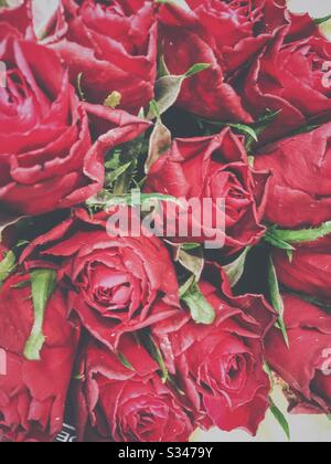 Ein Strauß roter Rosen. Stockfoto