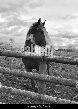 Pferd im Feld - schwarz und weiß Stockfoto