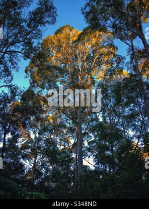 Am späten Nachmittag wird die Krone eines Blue Mountains Ash Tree, Blue Mountains National Park, NSW, Australien beleuchtet Stockfoto