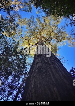 Am späten Nachmittag wird die Krone eines Baumes, Blue Mountains National Park, NSW, Australien beleuchtet Stockfoto