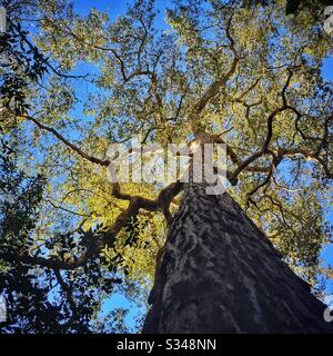 Am späten Nachmittag wird die Krone eines Baumes, Blue Mountains National Park, NSW, Australien beleuchtet Stockfoto