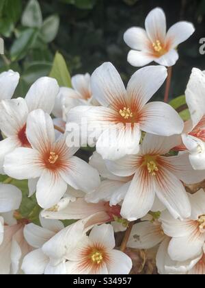Schöne weiße tropische Lilienblüten in Blüte Stockfoto