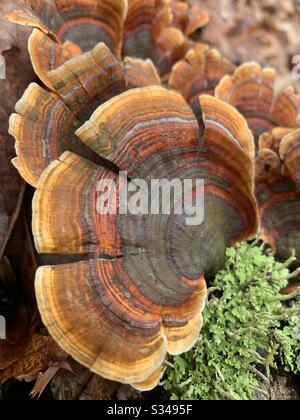 Falscher putenschwanz (Stereum ostrea) wächst in der Nähe einiger Flechten. Stockfoto