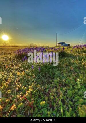 Helle Strahlen des Sonnenuntergangs über dem kleinen Flecken von Bluebonnets auf einem kleinen Stück Land im Land. Stockfoto