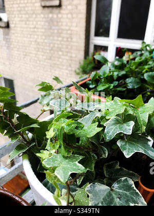 Regnerischer Tag auf einem Balkon - Wassertropfen auf Efeue auf einem Balkon Stockfoto