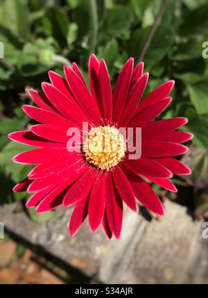 Rote Gerber Daisy im Garten, Blick über die Decke Stockfoto