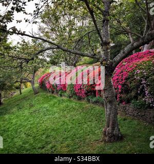 Eine Hecke Azaleenblume im Frühling in einem privaten Garten, der während des Leura Gardens Festivals, Blue Mountains, NSW, Australien, geöffnet ist Stockfoto