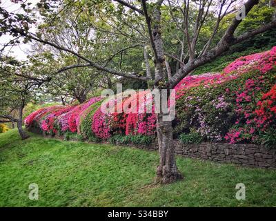 Eine Hecke Azaleenblume im Frühling in einem privaten Garten, der während des Leura Gardens Festivals, Blue Mountains, NSW, Australien, geöffnet ist Stockfoto