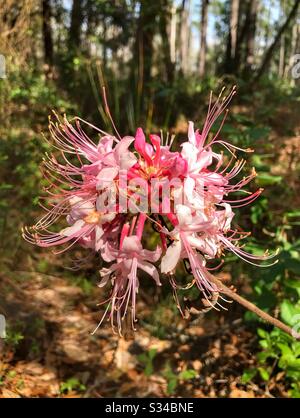 Süßer Pinxter Azalea Blumenkopf in voller Blüte in den Waldgebieten von Nordflorida, Rhodendron Canescens Stockfoto