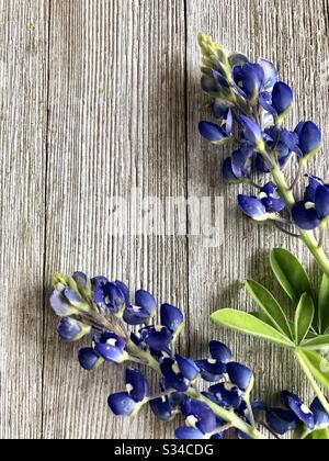 Blauhauben auf rustikalem Holzhintergrund mit Kopierraum Stockfoto