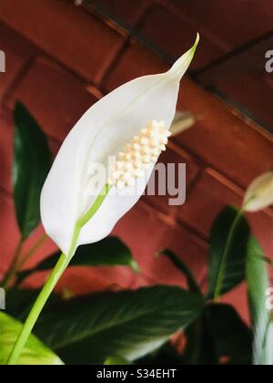 Spathiphyllum Luftreinigende blühende Pflanze mit rotem Backstein-Hintergrund alias Schwanzblume-Weiße Blume alias Peace Lilly wie eine Schlangenkopfpose -Nahaufnahme Stockfoto