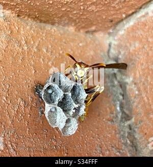 Makro-Nahaufnahme des Papierwespenbauernnests und Bewachung frisch aufgelegter Eier. Stockfoto