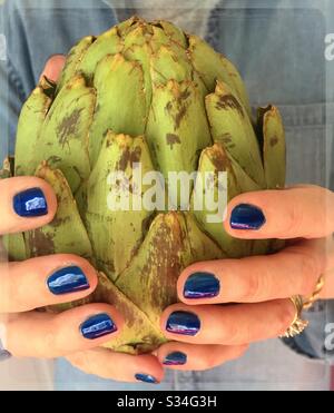 Eine kaukasische Frau mit hellblauem fingernagelpolier hält eine sehr große Artischocke in den Händen, USA Stockfoto