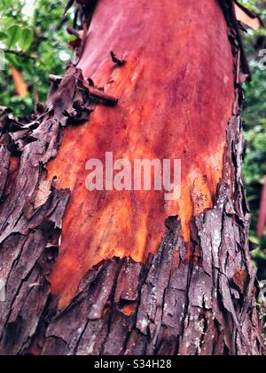 Rote Rinde von Madrona Arbutus menziesii, dem Pazifischen Madronenbaum im pazifischen Nordwesten Stockfoto