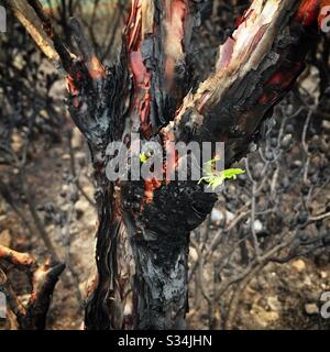 Epikormic schießt etwa einen Monat nach dem Brand von Buschfeuer, Narrow Neck Plateau, Blue Mountains National Park, NSW, Australien, Januar 2020 auf einen Eukalyptusbaum Stockfoto