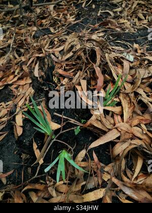 Etwa einen Monat nach der Verbrennung durch Buschfeuer, Narrow Neck Plateau, Blue Mountains National Park, NSW, Australien, Januar 2020 nachwachsen Stockfoto