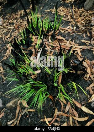 Etwa einen Monat nach der Verbrennung durch Buschfeuer, Narrow Neck Plateau, Blue Mountains National Park, NSW, Australien, Januar 2020 nachwachsen Stockfoto