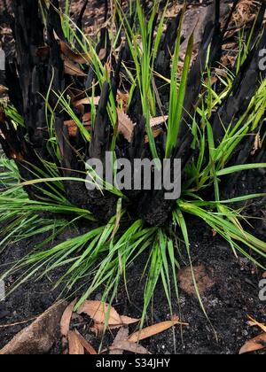 Etwa einen Monat nach der Verbrennung durch Buschfeuer, Narrow Neck Plateau, Blue Mountains National Park, NSW, Australien, Januar 2020 nachwachsen Stockfoto