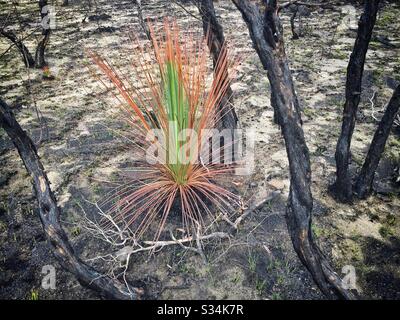 Etwa einen Monat nach dem Brand von Buschfeuer, hat Hill, Blue Mountains National Park, NSW, Australien, Januar 2020, auf einem Grass Tree nachwachsen Stockfoto