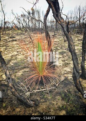 Etwa einen Monat nach dem Brand von Buschfeuer, hat Hill, Blue Mountains National Park, NSW, Australien, Januar 2020, auf einem Grass Tree nachwachsen Stockfoto