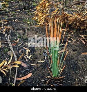 Etwa einen Monat nach dem Brand von Buschfeuer, hat Hill, Blue Mountains National Park, NSW, Australien, Januar 2020, auf einem Grass Tree nachwachsen Stockfoto