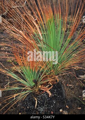 Etwa einen Monat nach dem Brand von Buschfeuer, hat Hill, Blue Mountains National Park, NSW, Australien, Januar 2020, auf Grass Trees nachwachsen Stockfoto