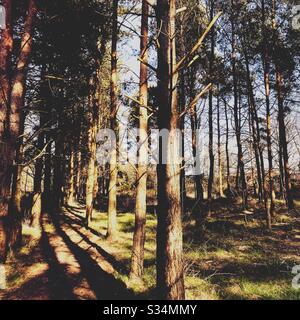 Hohe Kiefern in ländlich dichtem Wald. Natürliche Wanderung im Wald bei Sonnenuntergang Stockfoto