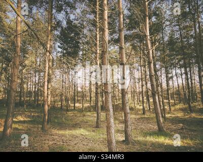 Hohe Kiefern in ländlich dichtem Wald. Natürliche Treescape-Szene im Waldweg. Stockfoto