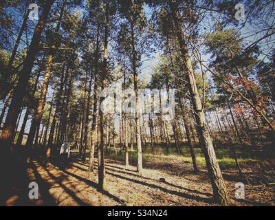 Hohe Kiefern in ländlich dichtem Wald. Natürliche Treescape-Szene im Waldweg. Weitwinkelansicht während goldener Stunde Stockfoto