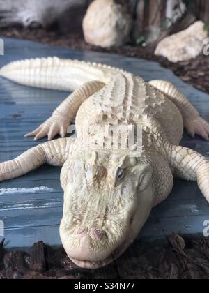 Albino Alligator Stockfoto