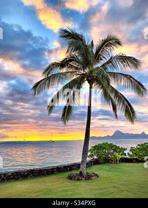 Eine Palme auf Tahiti mit Moorea, die in der Ferne zu sehen ist. Stockfoto