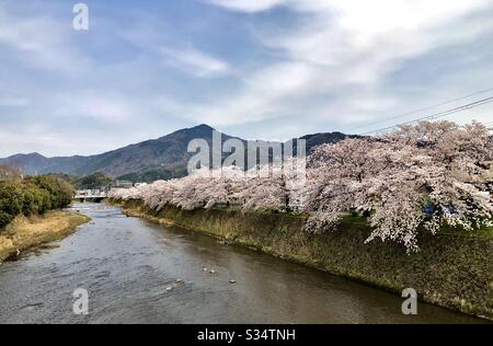 Kirschblüten in voller Blüte neben dem Takano-Fluss mit dem Berg Hiei im Hintergrund, Kyoto, Japan Stockfoto