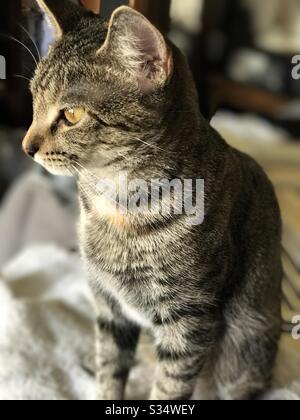 Porträt eines schönen Haustieres in der Halle, gespenstete weibliche Tabby-Kätzchen-Katze mit wunderschönen goldenen Augen und auffälligen Streifen Stockfoto