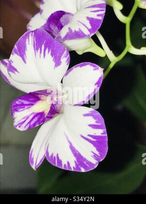 Zarte Orchideenblätter, schöne weiß & lila Schatten Orchidee im Nachbargarten, Singapur, perfekt für Büro Schreibtisch Innenpflanze-Lilac Farbe Blume Stockfoto