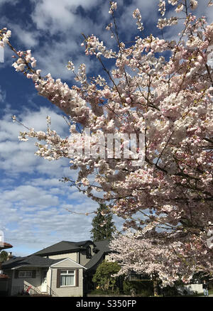 Zierkirschblüten, die im Frühjahr 2020 auf Bäumen in einem Viertel der Metro Vancouver blühen. Stockfoto