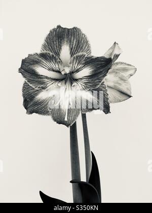 amaryllisblüte Stockfoto