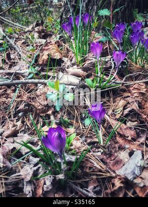 Erste Frühlingsblüten, ein violetter Krokuchenfleck Stockfoto