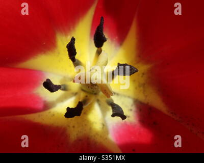 Tulpe hautnah Stockfoto