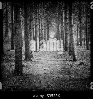 Hohe Kiefern in ländlich dichtem Wald. Natürliche Wanderung auf dem Waldweg. Baumlinien verlaufen durch uralte Bäume, die in Reihen gepflanzt wurden. Schwarz-weiß bearbeiten Stockfoto
