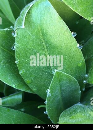 Diamant wie Tau an einem Frühlingmorgen Stockfoto