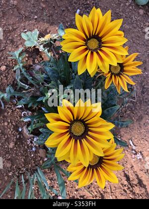 Gazania Daybreak roter Streifen bei voller Sonneneinstrahlung Stockfoto