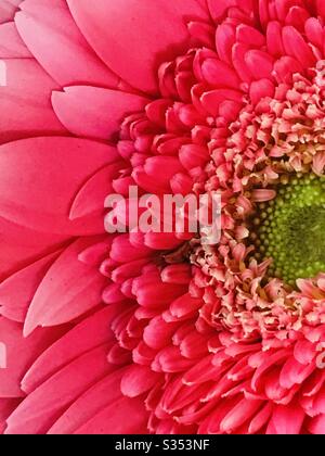 Nahaufnahme der wunderschönen Pink Gerbera Blume - eine Schöpfung gottes - schöne Farbe und Petalen, Pistil mit weicher Mitte, Makroansicht kleiner mehrschichtiger Petalen in Teilansicht - leuchtend rote Farbblume, Stockfoto
