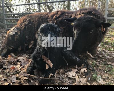 Neue geb. Lamm Stockfoto