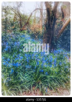 Bluebells in alten Wäldern im Beckenham Place Park in Beckenham london im April 2020 weißer Rahmen Stockfoto